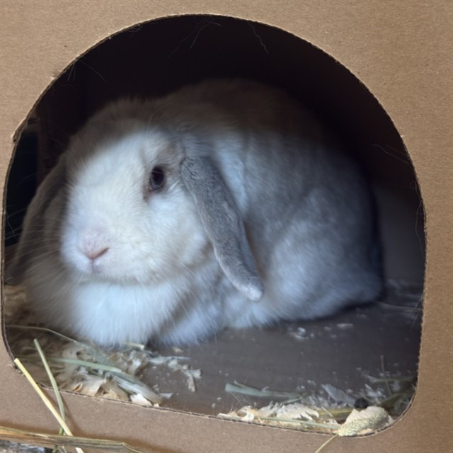 Fluffy