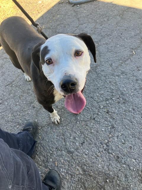 Adoptable Dog