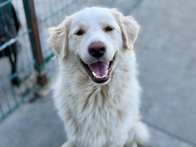 Adoptable Dog