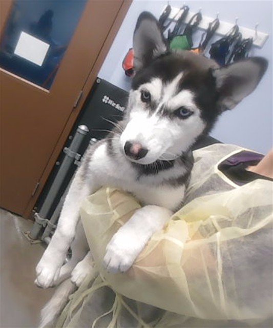 Luna