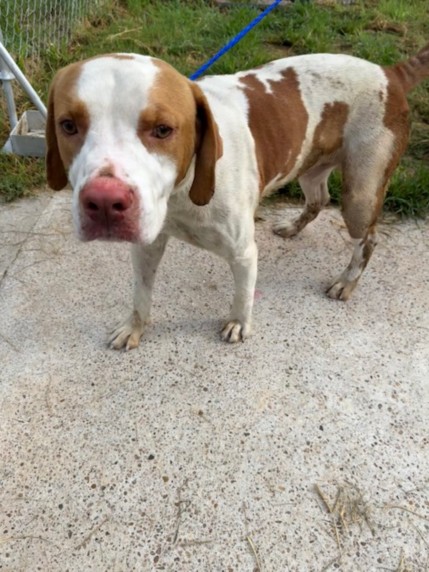 Adoptable Dog