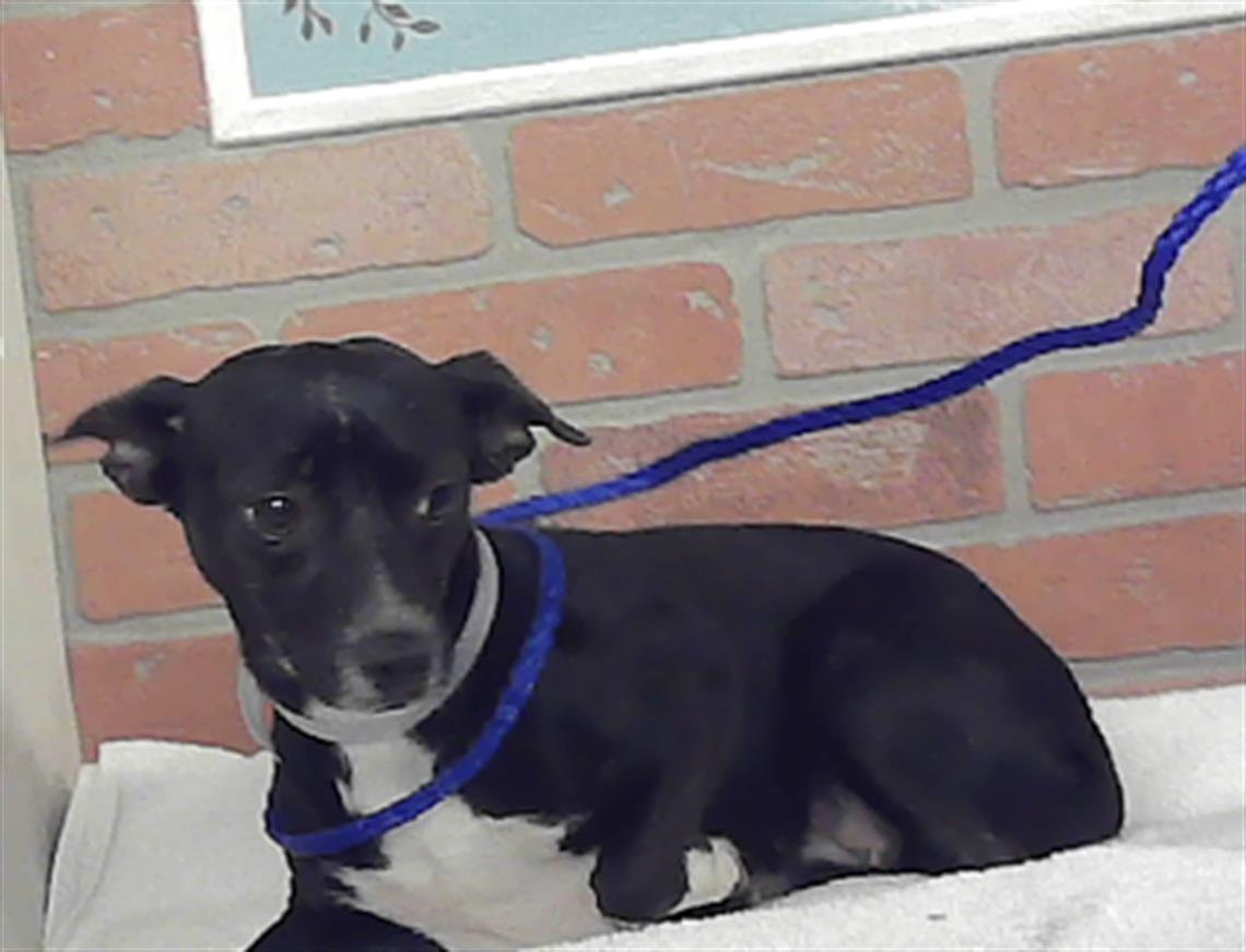 Adoptable Dog