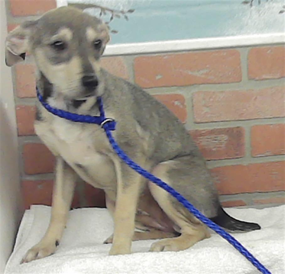 Adoptable Dog
