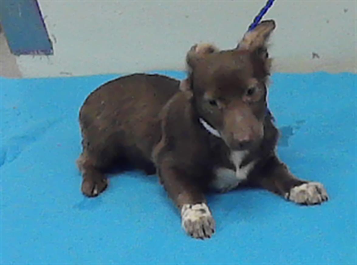 Adoptable Dog