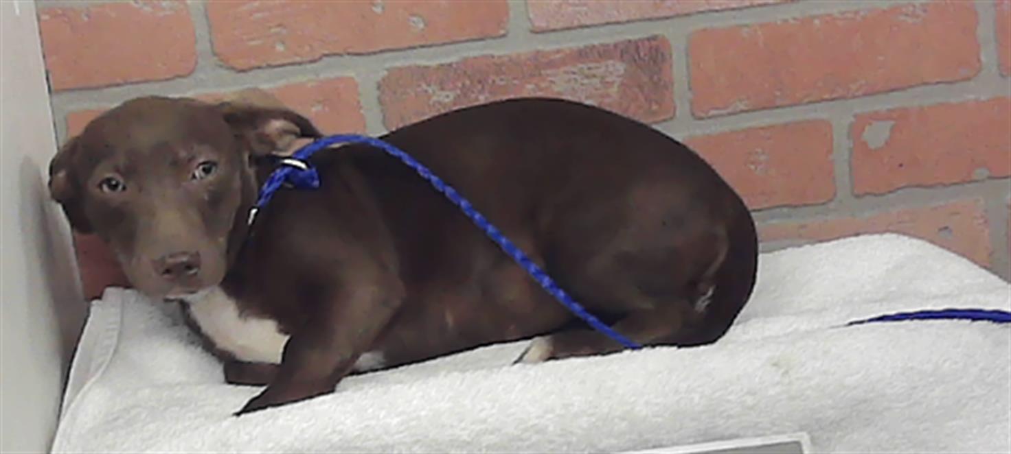 Adoptable Dog
