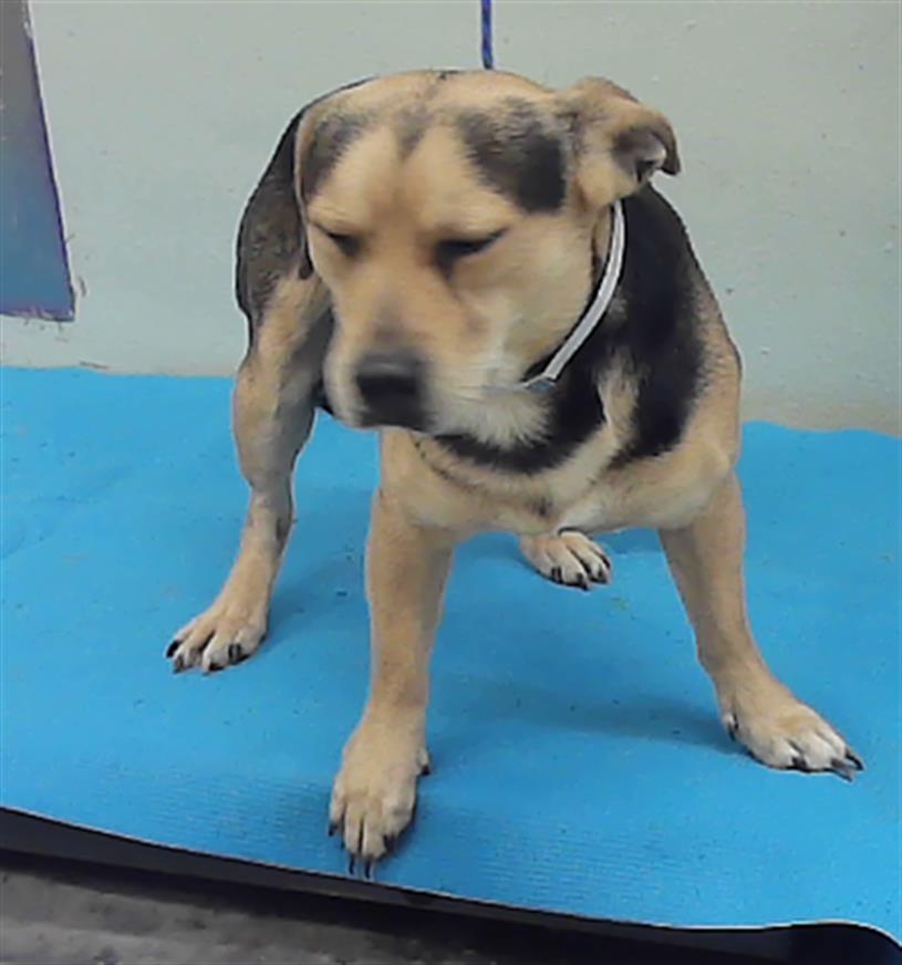 Adoptable Dog
