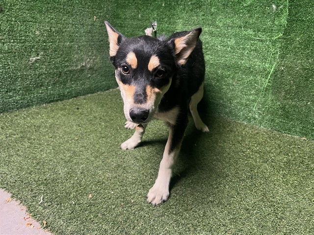 Adoptable Dog