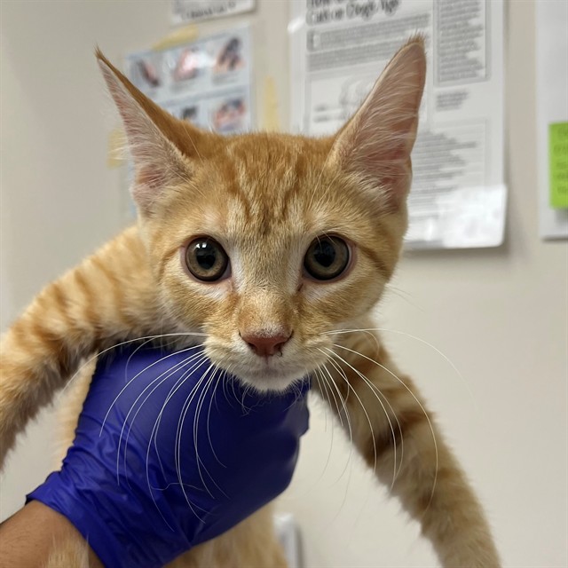 Adoptable Cat