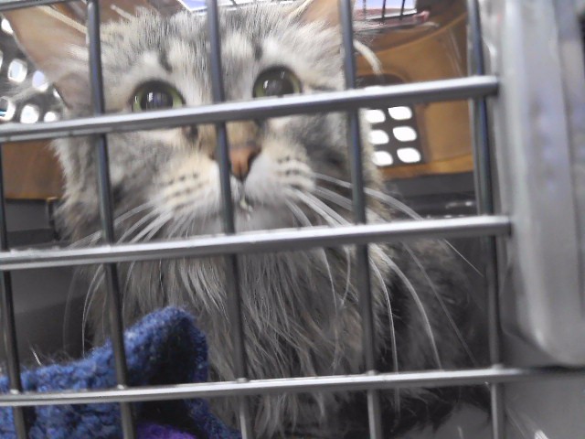 Purrcy