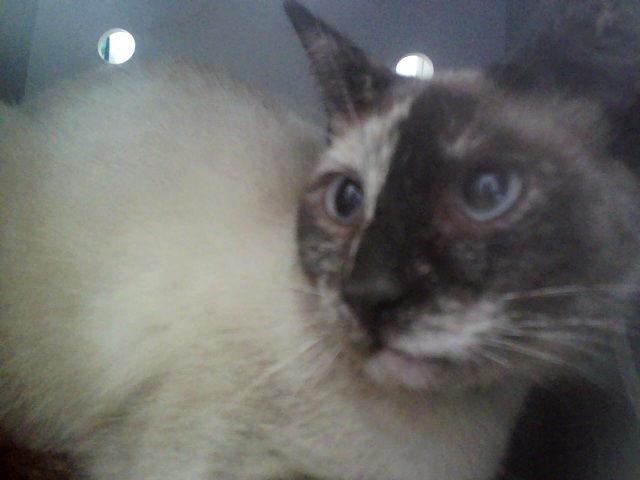 Adoptable Cat