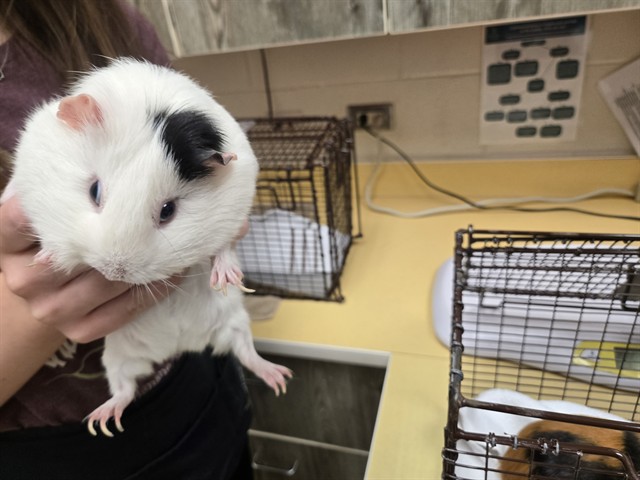 Oreo