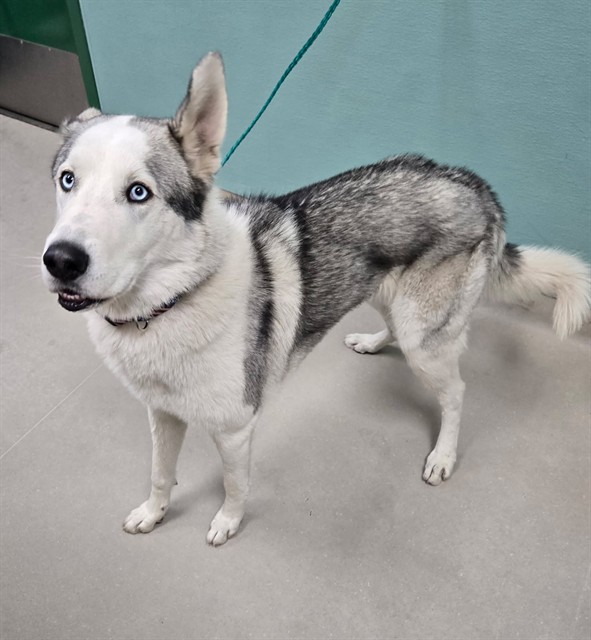Adoptable Dog
