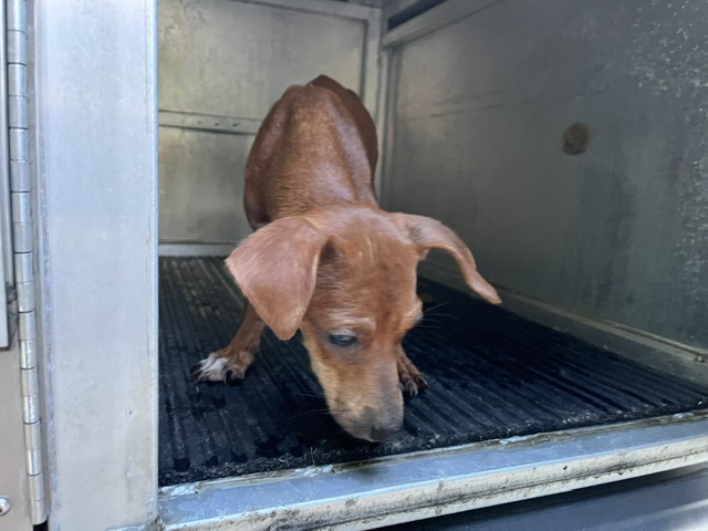Adoptable Dog