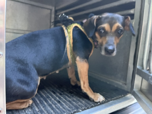 Adoptable Dog
