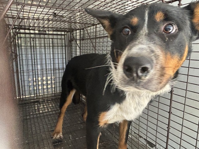 Adoptable Dog