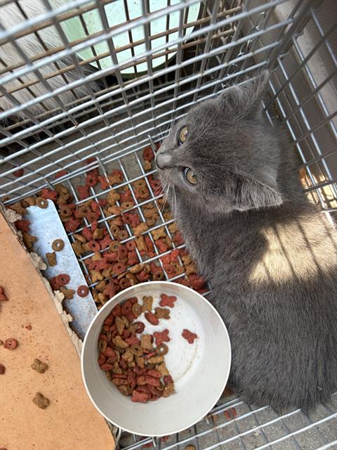 Adoptable Cat