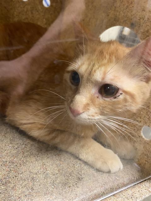 Adoptable Cat