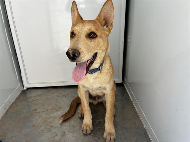 Adoptable Dog