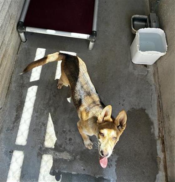 Adoptable Dog