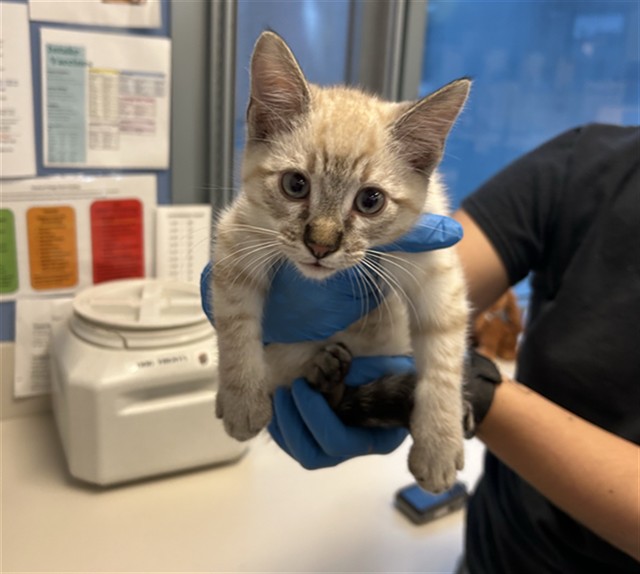 Adoptable Cat