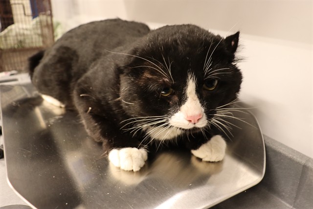 Adoptable Cat