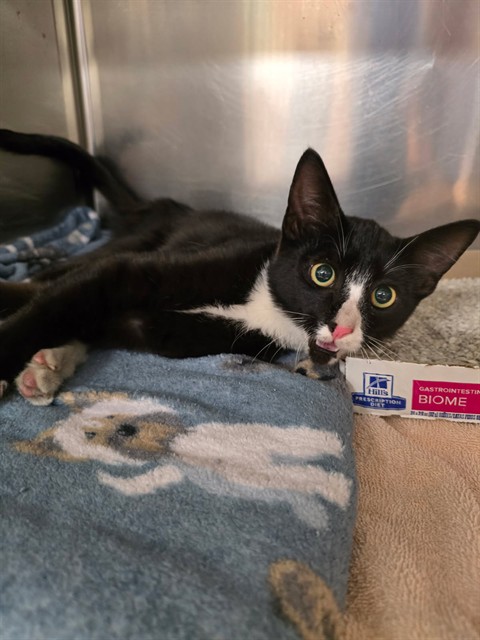 Adoptable Cat