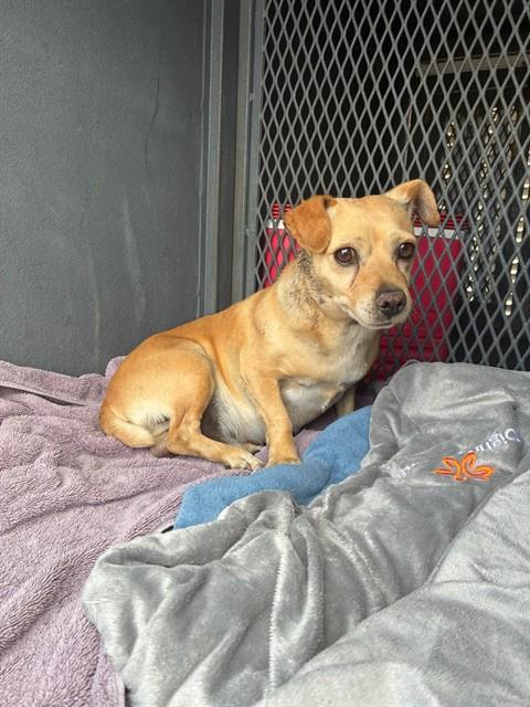 Adoptable Dog