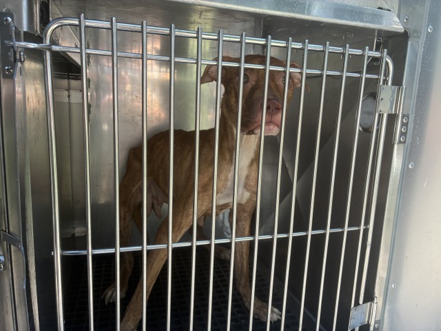 Adoptable Dog