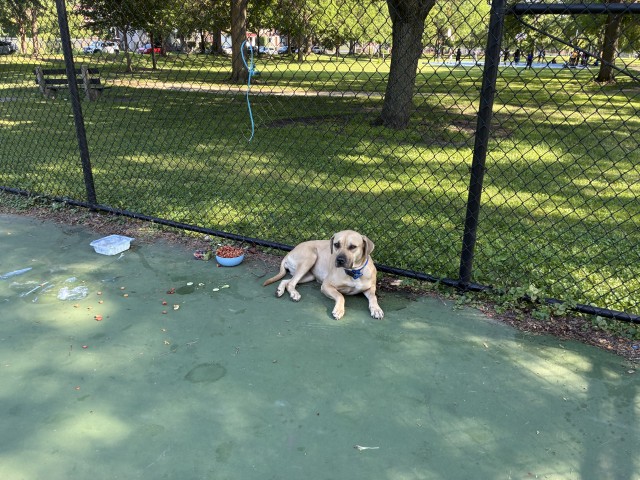 Adoptable Dog
