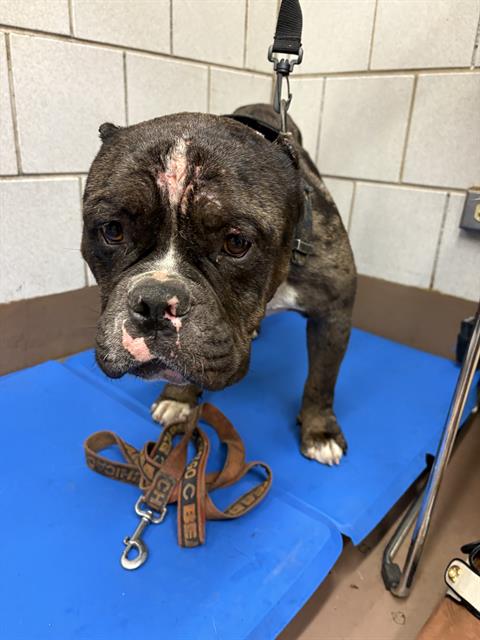Adoptable Dog