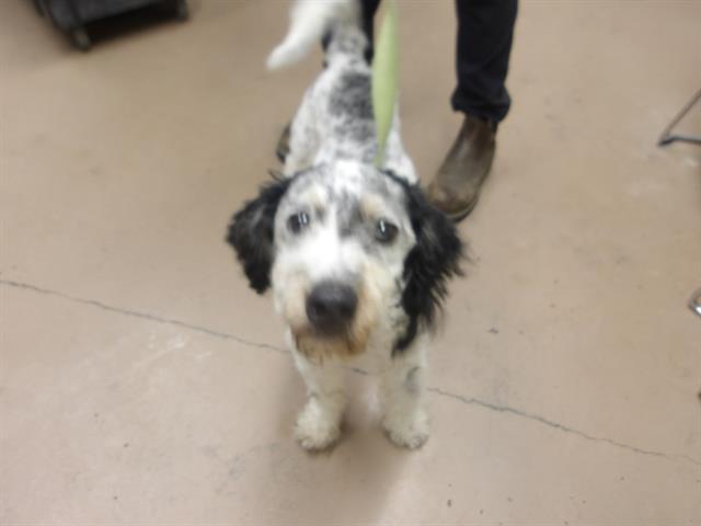 Adoptable Dog