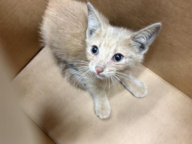 Adoptable Cat