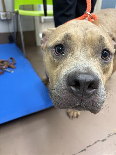 Adoptable Dog