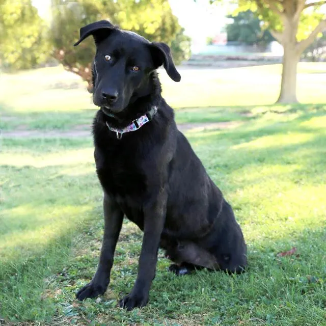 Mowgli