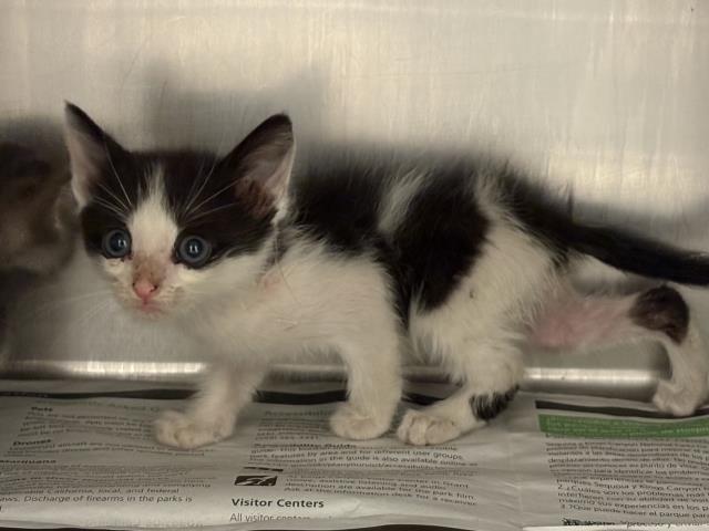 Adoptable Cat