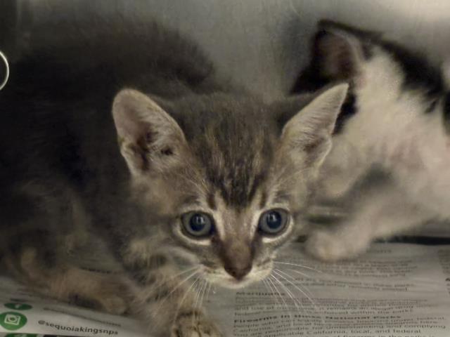 Adoptable Cat