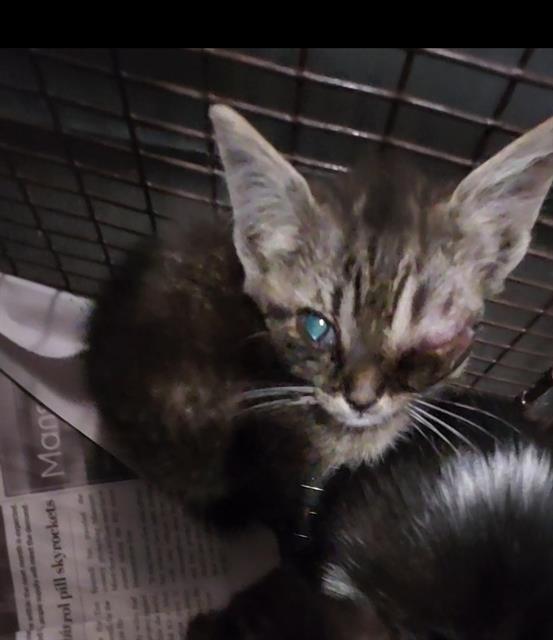 Adoptable Cat