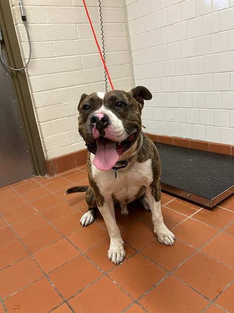 Adoptable Dog