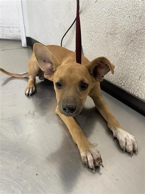 Adoptable Dog