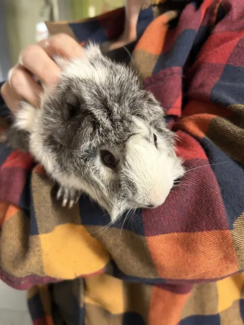 Rhino