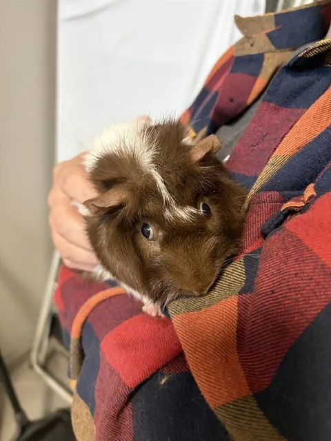 Brownie
