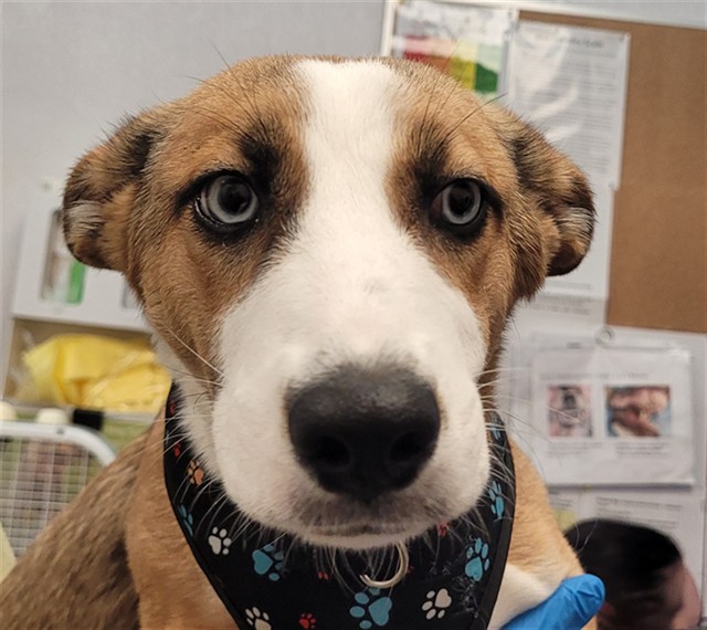 Adoptable Dog