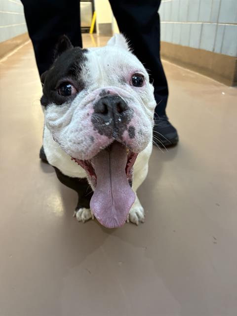 Adoptable Dog