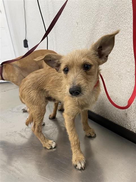 Adoptable Dog