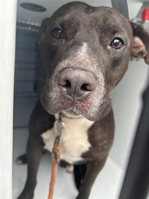 Adoptable Dog
