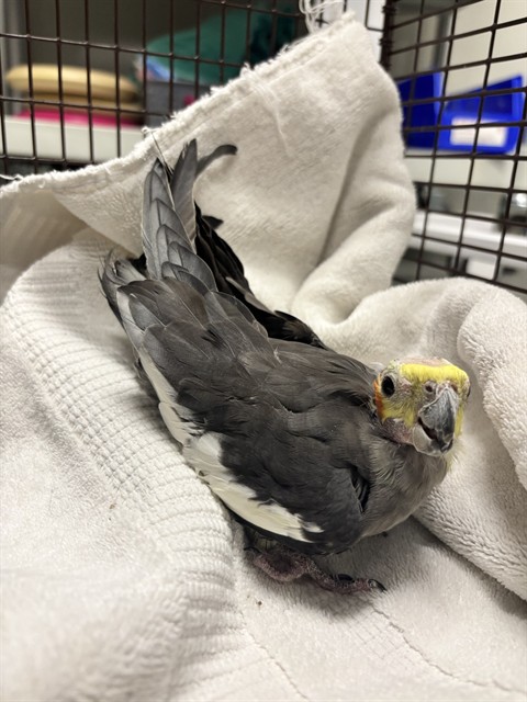 Adoption Pending
