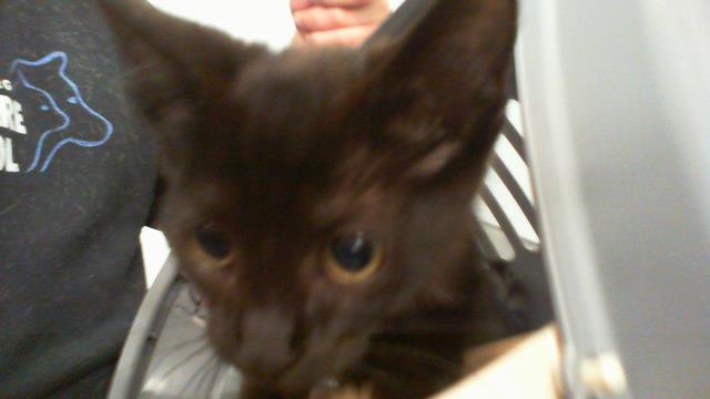 Adoptable Cat