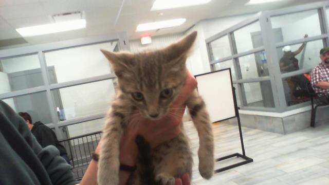 Adoptable Cat