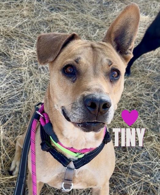 Tiny