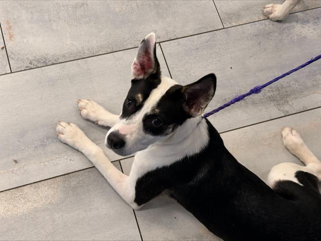 Adoptable Dog